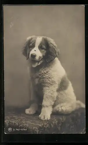 Foto-AK Bernhardiner-Welpe mit heraushängender Zunge