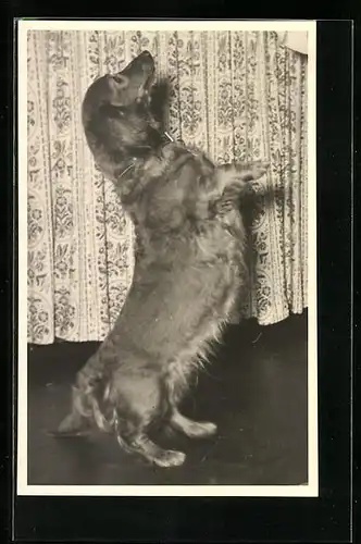 Foto-AK Dackel macht Männchen vor einem Vorhang
