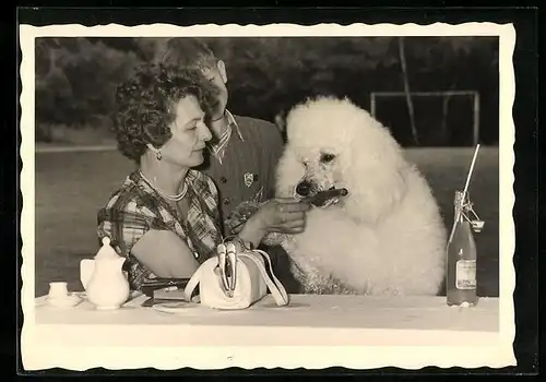Foto-AK Besitzerin füttert ihren Königspudel mit einer Wurst