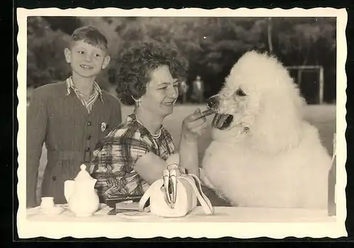 Foto-AK Besitzerin gibt ihrem Königspudel eine Wurst