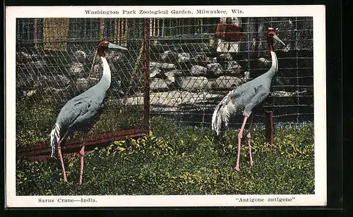 AK Milwaukee, Wis., Indische Kraniche im Washington Park Zoological Garden