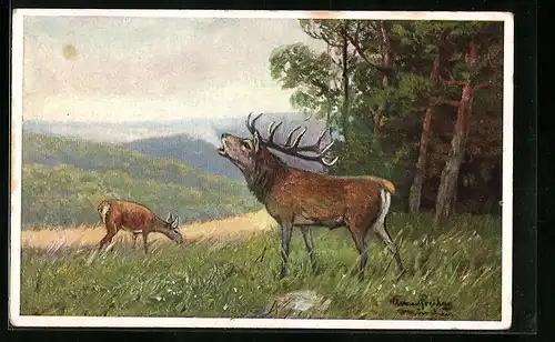 AK Röhrender Hirsch und grasende Hirschkuh