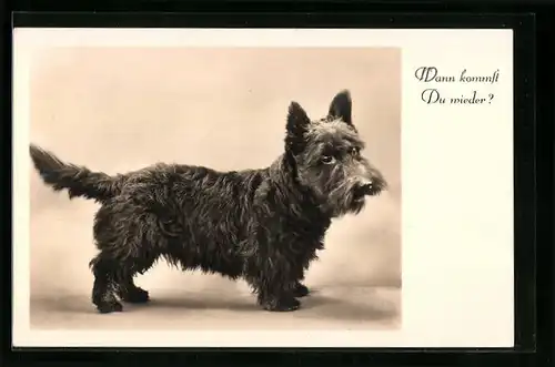 AK Kleiner Scotchterrier mit bittendem Blick