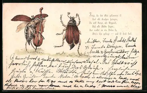 Lithographie Maikäfer spielt Bassgeige für tanzenden Gefährten