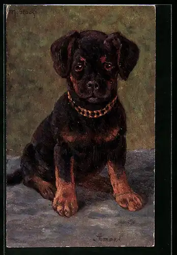 AK Junger Hund mit Halsband, Portrait