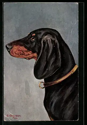 AK Seitenportrait eines Dackels mit Halsband