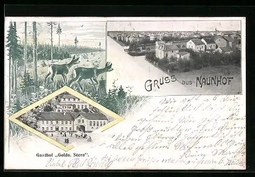 AK Naunhof, Gasthof Goldn. Stern, Rehe im Wald