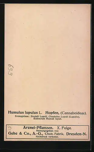 AK Humulus lupulus L, Hopfen, Cannaboideae, Heilpflanze