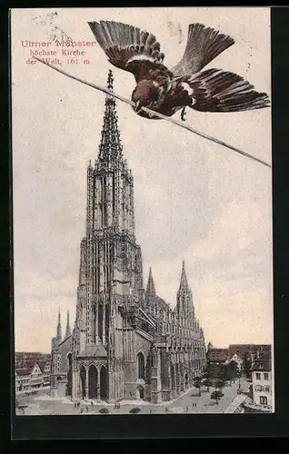 AK Ulm, Ulmer Münster mit Vogel