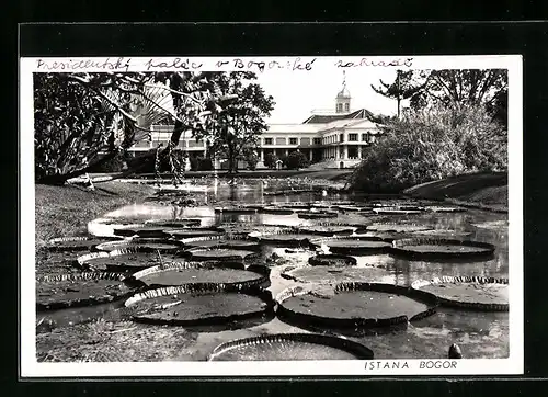 AK Bogor, Istana, Gewässer mit Pflanzen