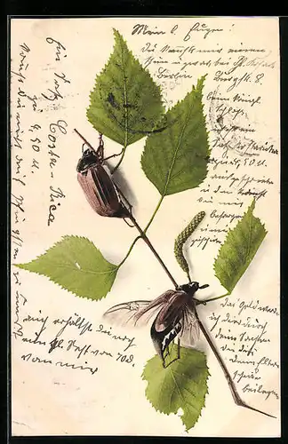AK Zwei Maikäfer auf einem Birkenzweig