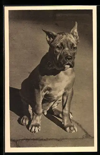 AK Portrait eines männlichen Boxers