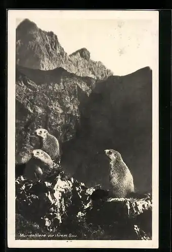 AK Murmeltiere vor ihrem Bau in den Alpen