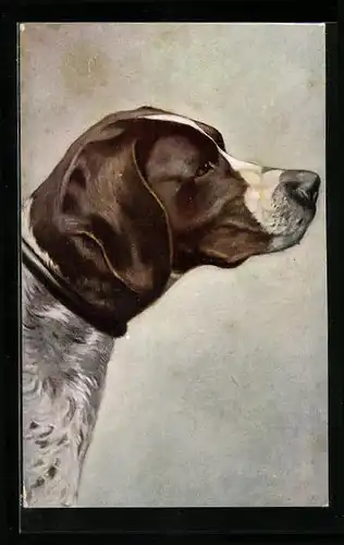 AK Jagdhund, Portrait von der Seite