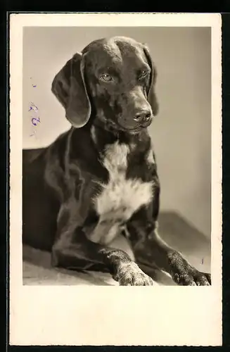 AK Portrait eines liegenden jungen Jagdhundes