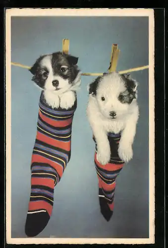 AK Zwei Hundewelpen in Socken an einer Wäscheleine