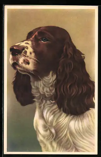 AK Portrait eines Spaniels mit herrischem Blick