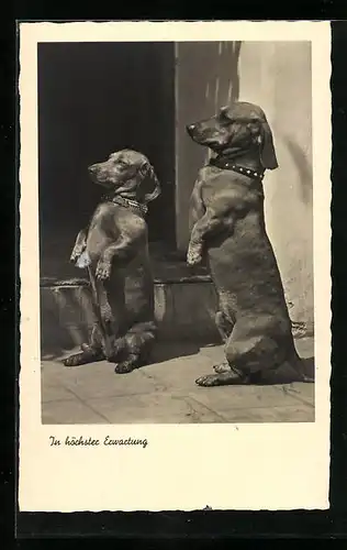 AK Zwei Dackel machen Männchen In höchster Erwartung