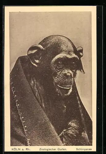 AK Köln, Zoo, Älterer Schimpanse mit einer Decke auf den Schultern