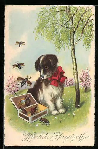 AK Junger Hund und Zigarrenschachtel mit entfliegenden Maikäfern, Pfingstgruss