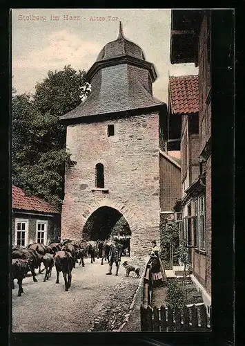 AK Stolberg im Harz, Altes Tor mit Kuhherde