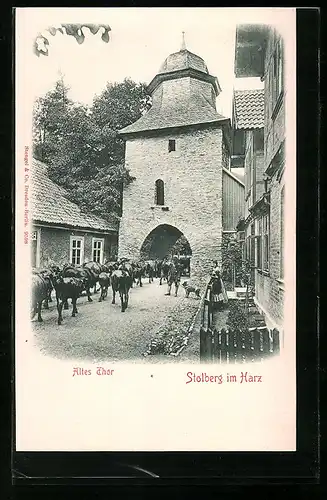 AK Stolberg im Harz, Altes Thor mit Kuhherde