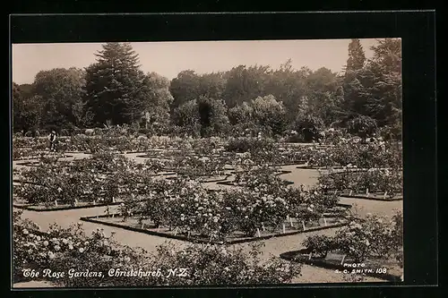 AK Christchurch, The Rose Gardens