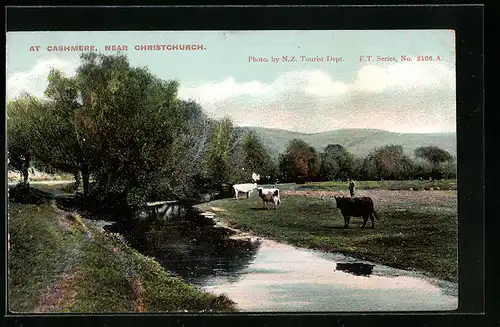 AK Cashmere near Christchurch, Rinder am Fluss