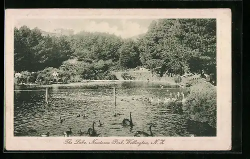 AK Wellington, The Lake Newtown Park
