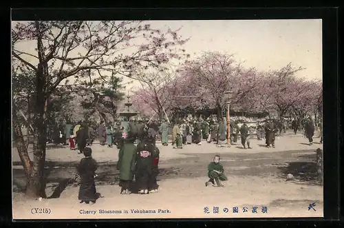 AK Yokohama, Cherry Blossoms in Yokohama Park