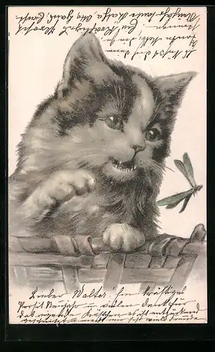 Lithographie Katze versucht, eine Libelle zu haschen