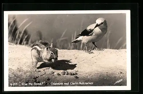 AK Chipmunk and Clark`s Nutcracker