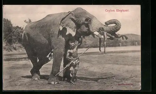 AK Ceylon, Elefant mit Führer und Mann auf den Stosszähnen