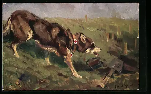 AK Ein Sanitätshund auf der Suche nach Verwundeten