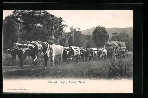 AK Akaroa, Bullock Team