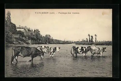 AK Varambon, Passage des vaches