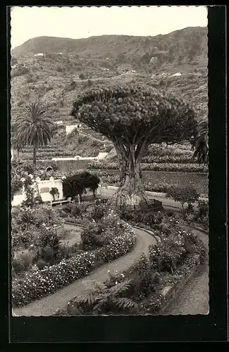 AK Icod /Tenerife, Drago milenario