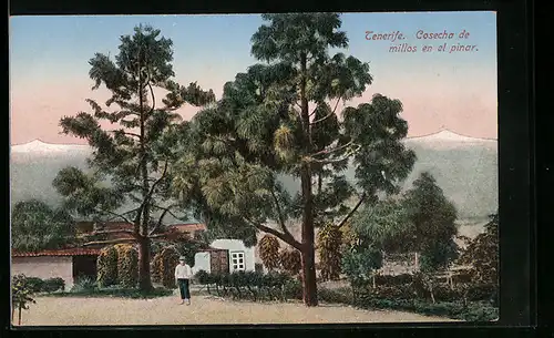 AK Tenerife, Cosecha de millos en el pinar