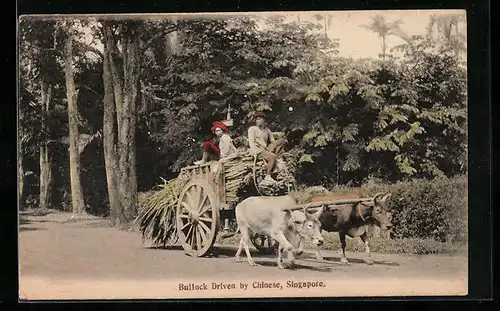 AK Singapore, Bullock Driven by Chinese