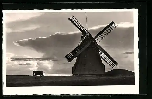 AK Amrum, Windmühle mit Pferd am Abend