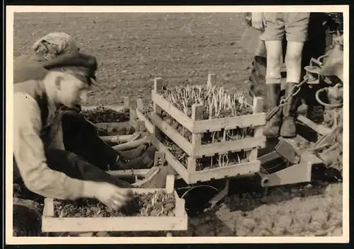 Fotografie Bauernhelfer pflanzen bereits getriebene Kartoffeln