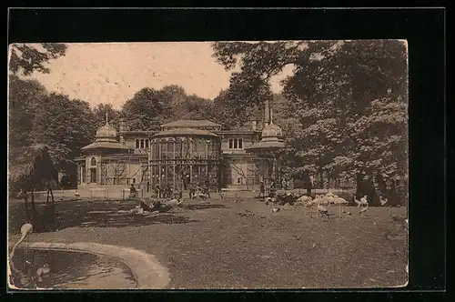 AK Dresden, Zoologischer Garten, Affenhaus mit Stelzvogelwiese