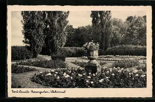 AK Forst /Lausitz, Rosengarten, Wehrinsel