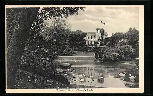 AK Braunschweig, Löbbeke`s Insel mit Schwänen