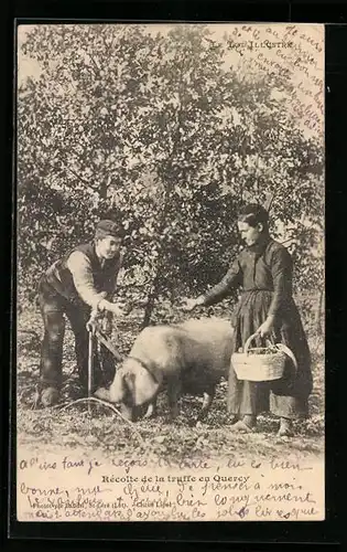 AK Mann und Frau mit Trüffelschwein, Trüffelernte