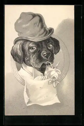 Präge-AK Bulldogge in Hemd und mit Hut und Rose im Mund