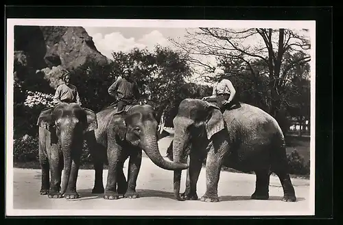 AK Hamburg-Stellingen, Indische Elefanten in Hagenbecks Tierpark