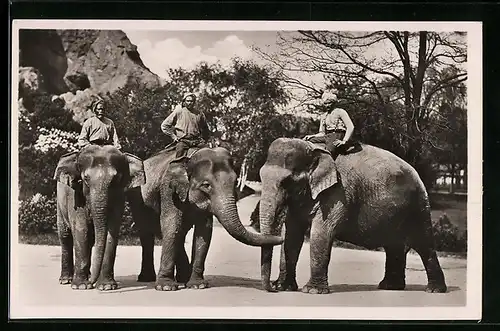 AK Hamburg-Stellingen, Indische Elefanten in Hagenbecks Tierpark, mit Turbanträgern auf dem Rücken