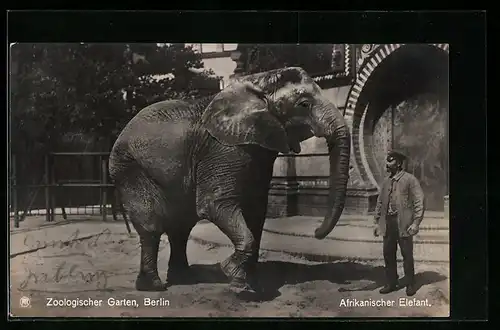 AK Berlin, Zoologischer Garten, Afrikanischer Elefant mit Wärter