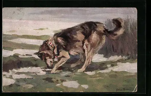 AK Sanitätshund untersucht die Spur eines Verwundeten